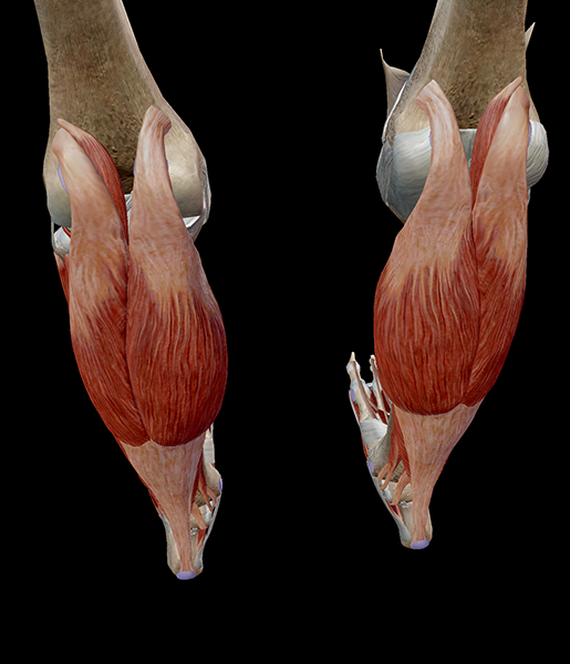 Learn Muscle Anatomy: Gastrocnemius