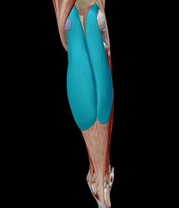 Learn Muscle Anatomy: Gastrocnemius