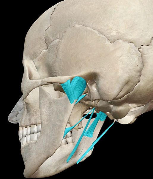 ligaments-skull