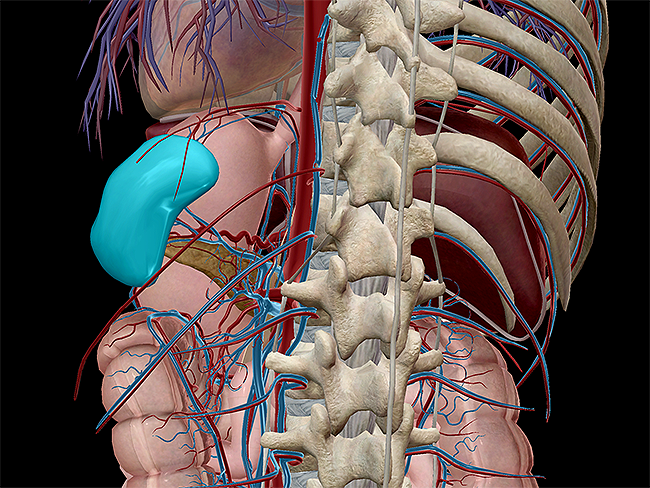 lymphatic-innate-adaptive-spleen