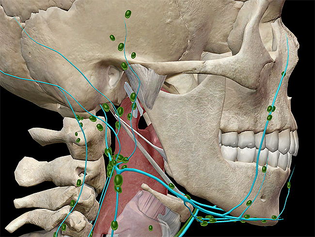 lymphatic-innate-adaptive-vessels