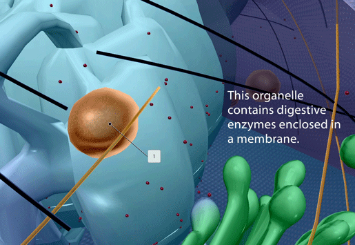 lysosomes-flashcard-1