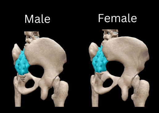 male and female sacrum shapes