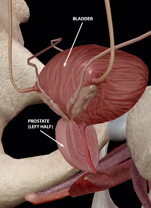 prostate gland anatomy and physiology