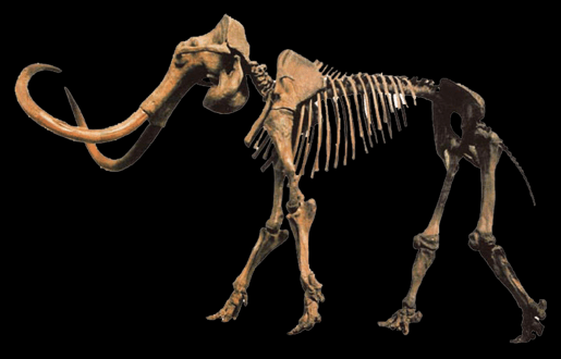 mammoth skeleton