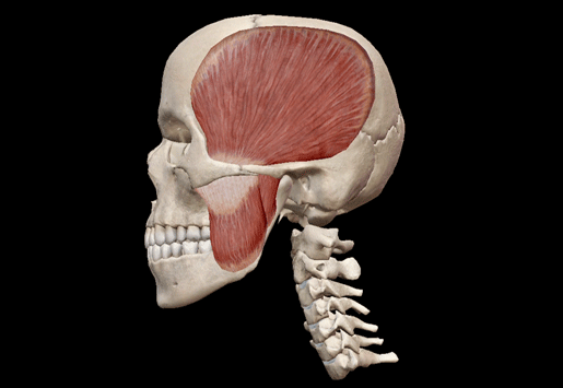 mandible-elevation