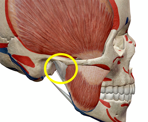 mastication