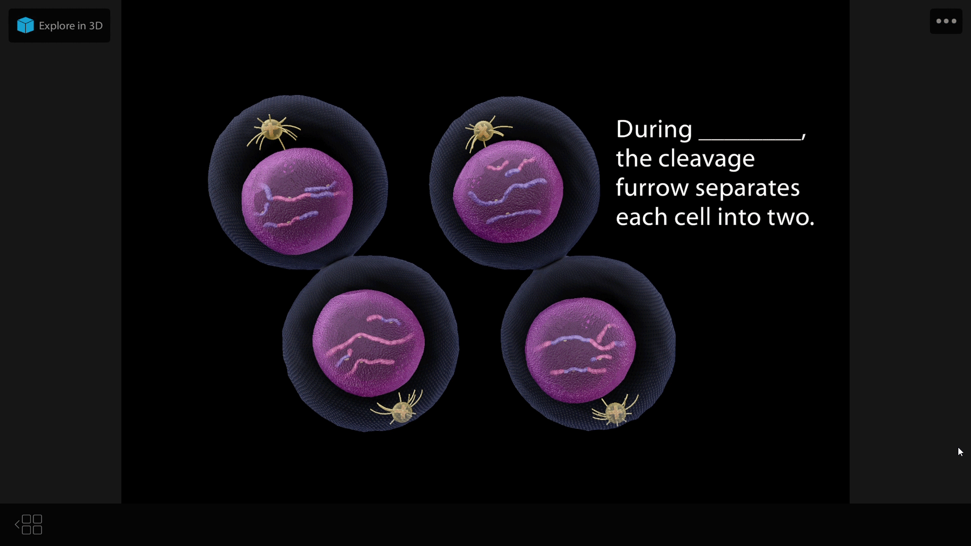meiosis-flashcard