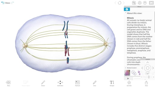 mitosis screenshot