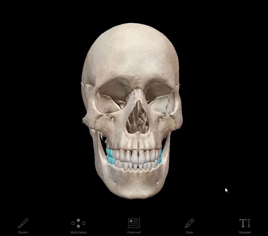 molars