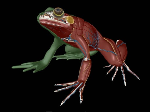 muscle frog