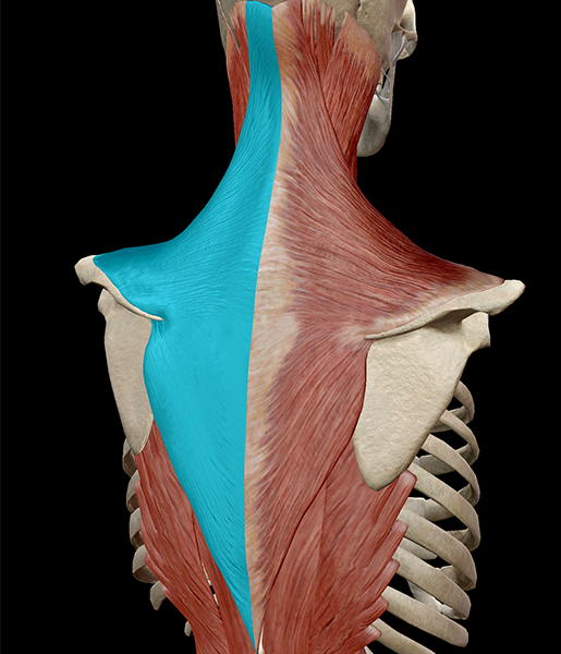 Learn Muscle Anatomy Trapezius