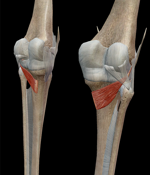 muscle-knee-popliteus