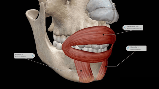 muscles w palmomental reflex