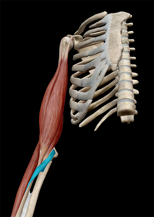 muscles-and-kinesiology-forearm-flexion-synergist
