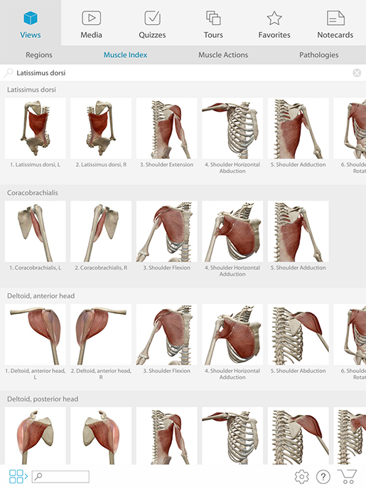 A Visual Guide to Muscle Terminology with Muscles & Kinesiology