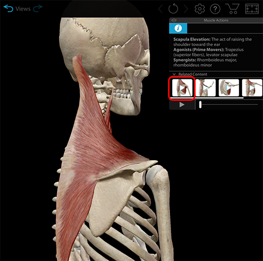 muscles-and-kinesiology-related-content