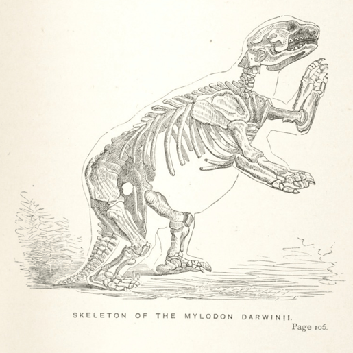 mylodon darwinii