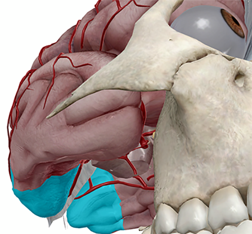 occipital