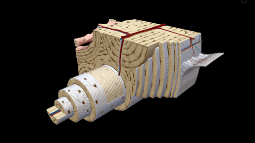 osteon