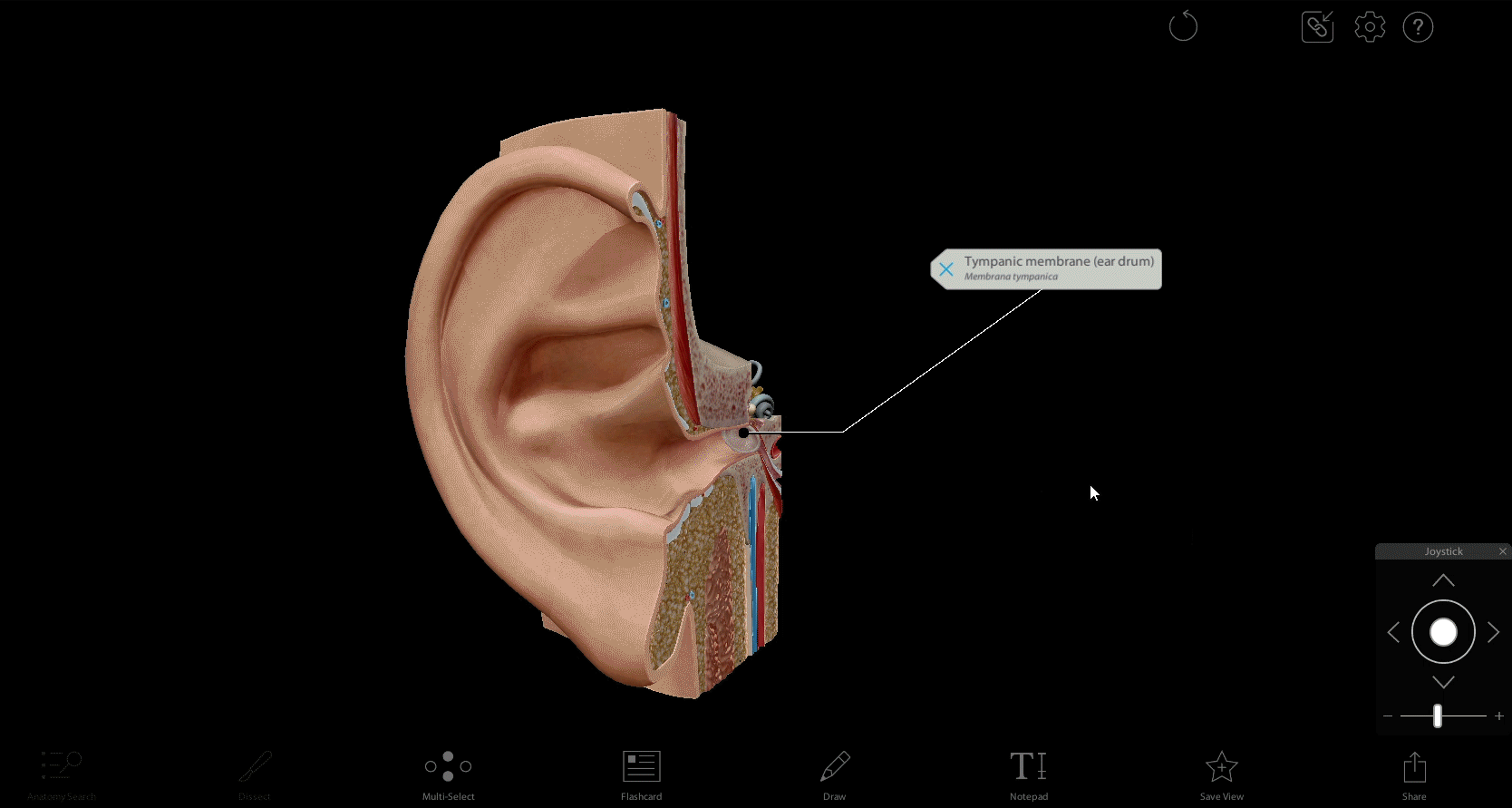 outer-ear
