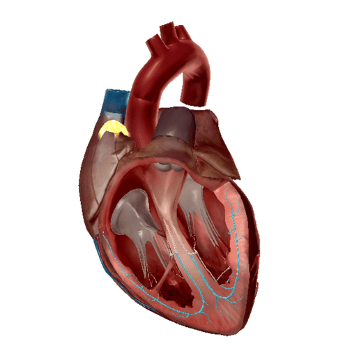 It's Electric!: The Cardiac Conduction System