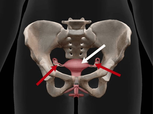 pelvic area female