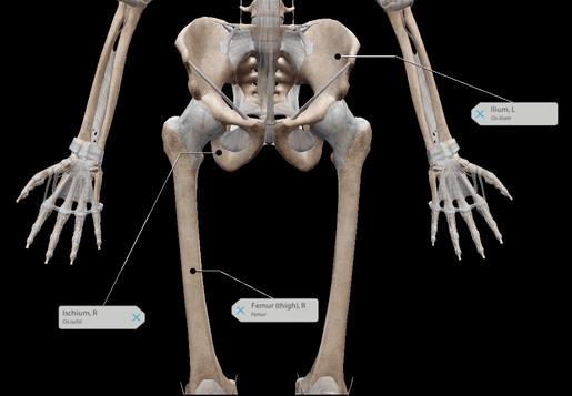 pelvis-evo-black