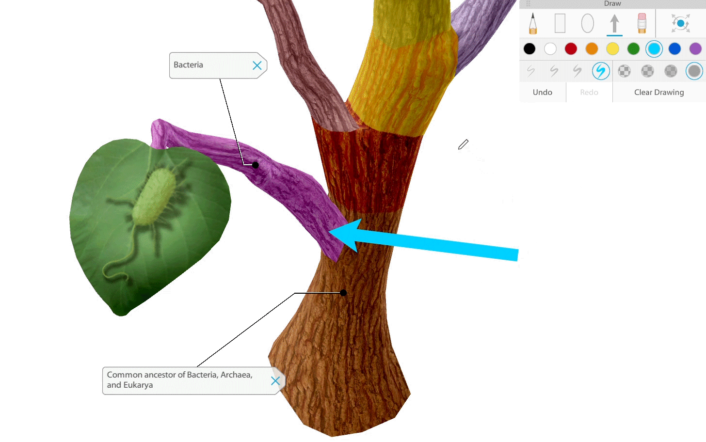 phylogenetic-tree-draw
