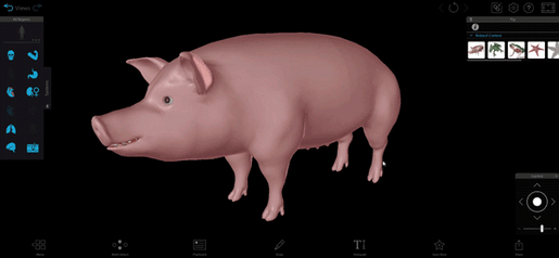 pig-mammary