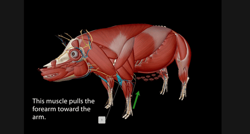 pig-muscle-flashcard