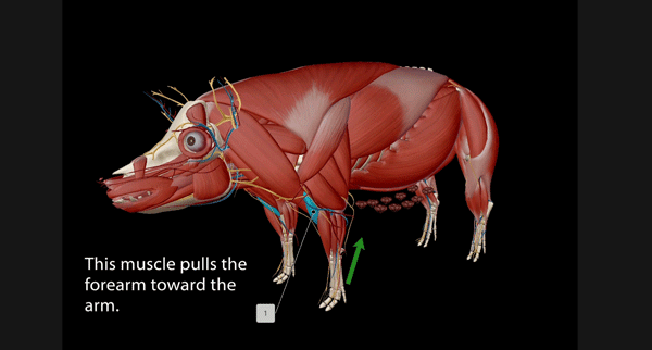 Hamstring Pig Visible Body’s Visual Guide to Pig Anatomy