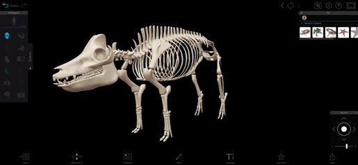 pig-vertebrae