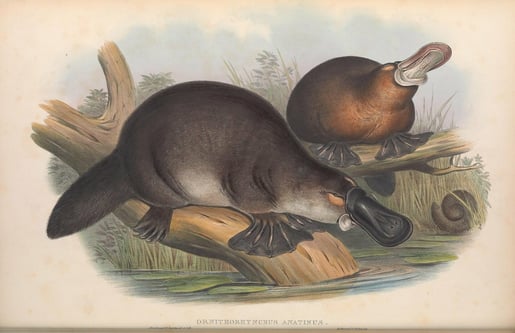 platypus