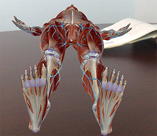 Anatomy and Physiology: Anatomical Position and Directional Terms