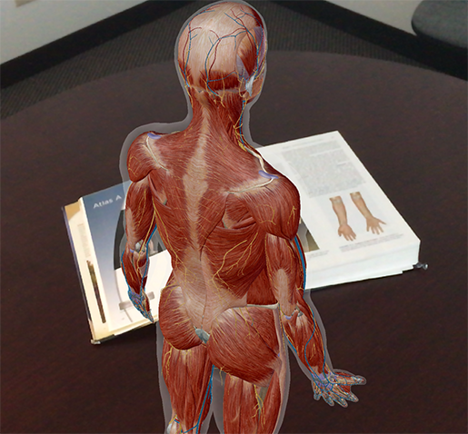 Anatomy And Physiology Anatomical Position And Directional Terms