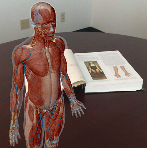 labeled anatomical position diagram