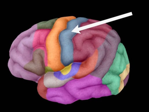 primary somatosensory cortex