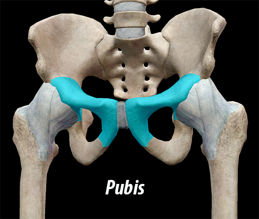 3D Skeletal System: The Pelvic Girdle