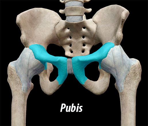 Pelvic Girdle