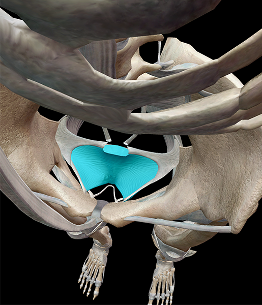 pubocervical-fascia