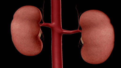 renal arteries