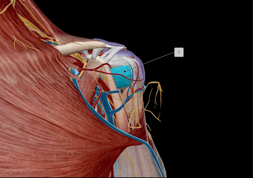 rotator-cuff-flashcard-1