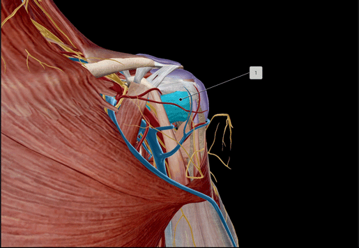 rotator-cuff-flashcard
