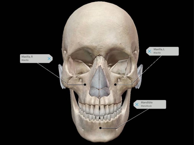 Open Wide: A Guide to Dental Anatomy