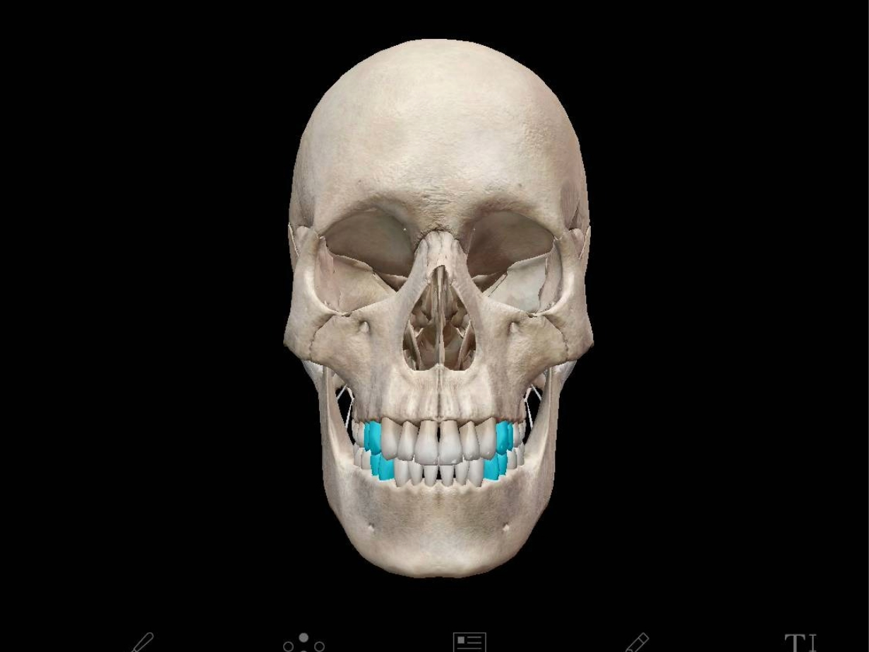 Open Wide: A Guide to Dental Anatomy