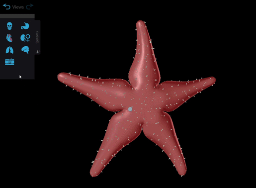 sea-star-stone-canal