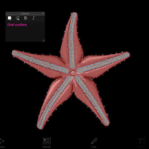 sea-star-surfaces