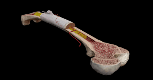 sectioned femur