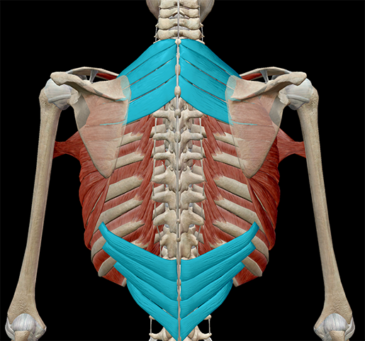 Learn Muscle Anatomy: Serratus Posterior Superior and Inferior